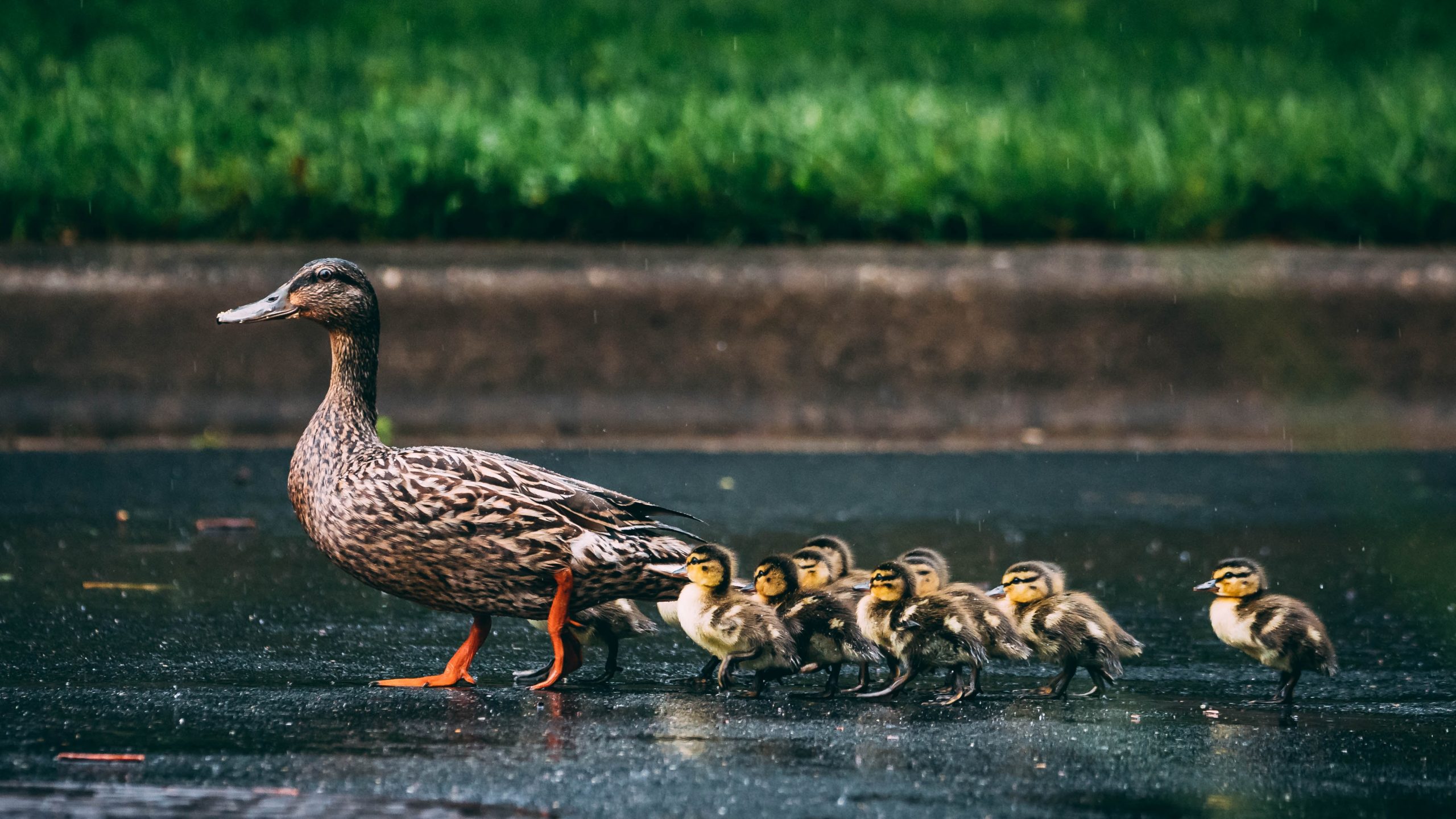A mother duck leads her line of ducklings across a wet surface, with rain visibly falling around them. The vibrant green grass in the background contrasts with the dark ground, highlighting the ducks' journey. The ducklings follow closely behind their mother, showcasing the natural behavior of these waterfowl in a serene, yet dynamic, moment.