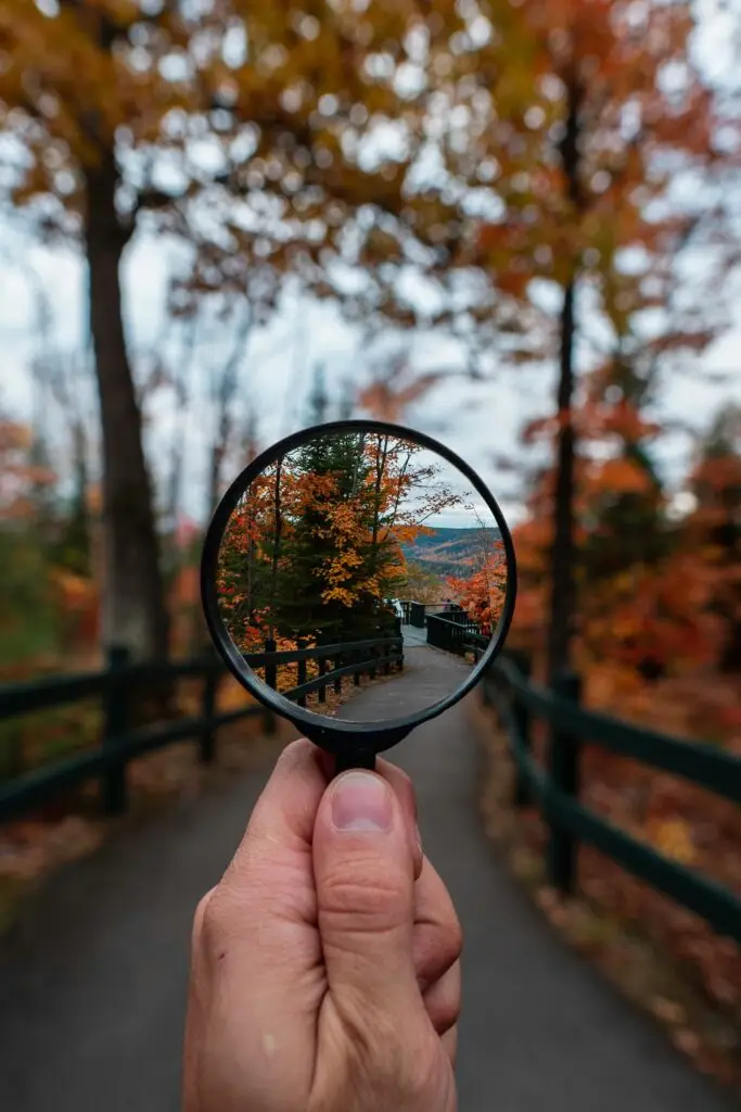 Magnifying glass shows the autumn leaves of a tree